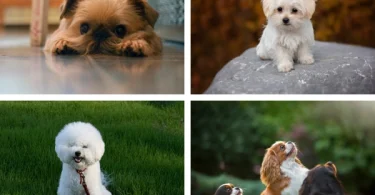 10 Calm Small Dogs that are Mild Tempered