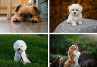 10 Calm Small Dogs that are Mild Tempered