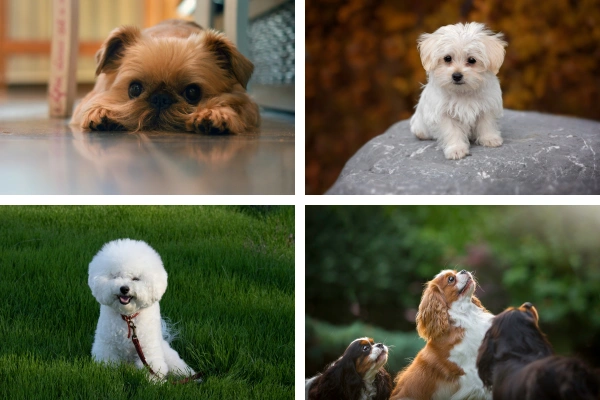10 Calm Small Dogs that are Mild Tempered